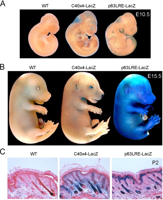 Figure 3.