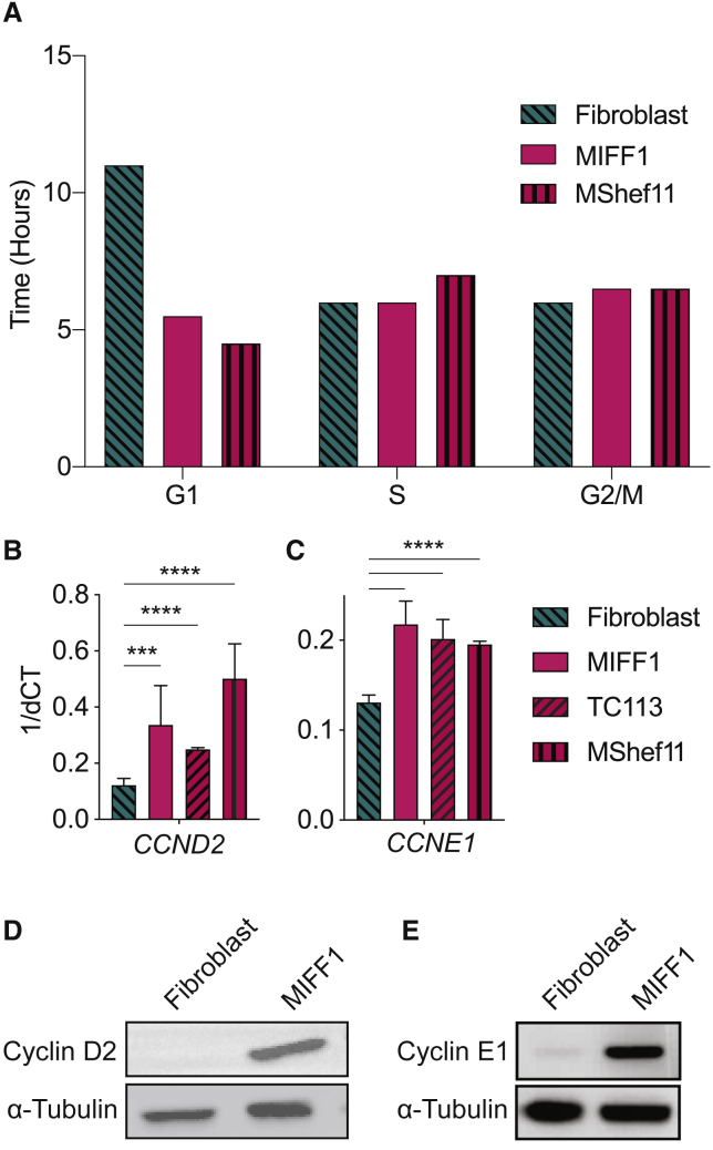 Figure 2