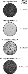 FIG 6