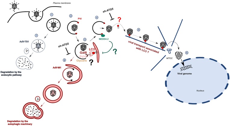 Fig 11