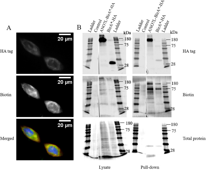 Figure 2.