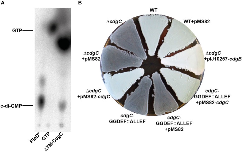 FIGURE 3