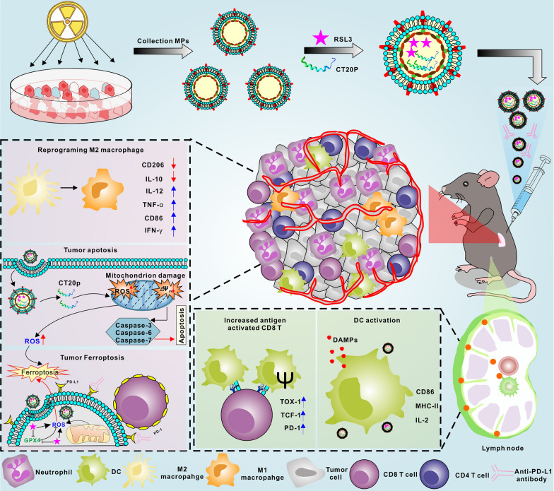 graphic file with name 12951_2024_2496_Figa_HTML.jpg