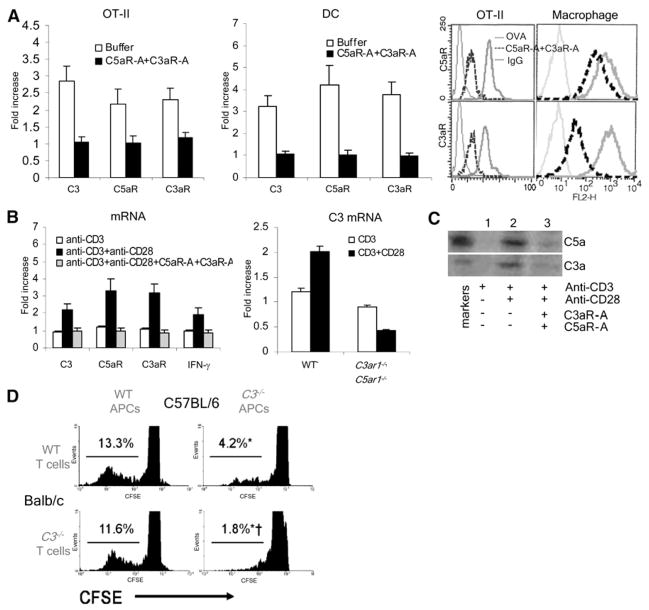 Locally Produced Complement Fragments C5a and C3a Provide Both ...