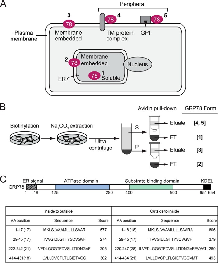 FIGURE 1.