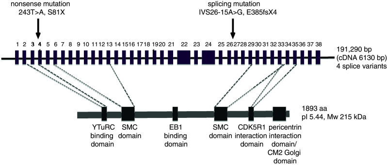 Fig. 2