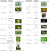 Types of sesquiterpene lactones in plants.