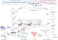 Biosynthetic pathways of sesquiterpene lactones.