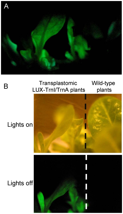 Figure 5