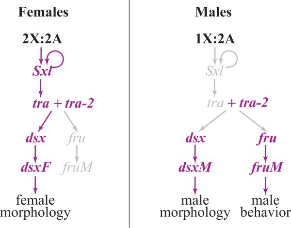 Box 1 Figure I