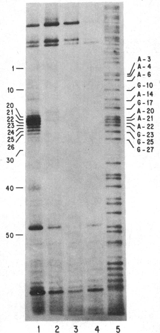 graphic file with name pnas00323-0030-a.jpg