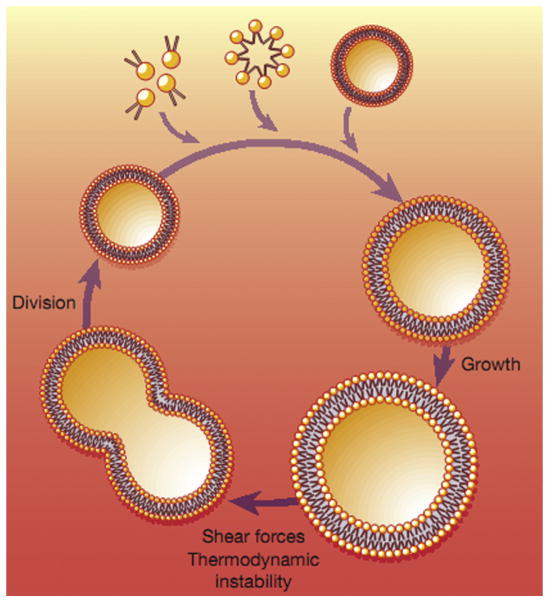 FIGURE 4