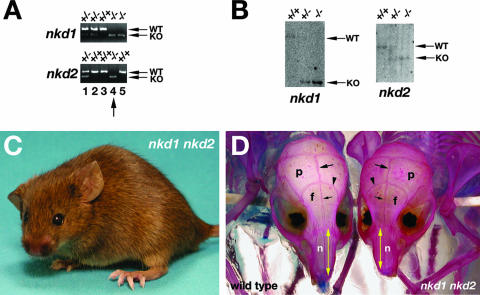 FIG. 6.