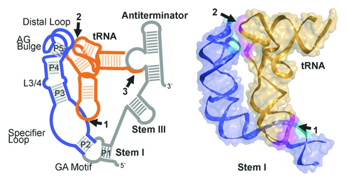 graphic file with name rna-10-1761-g1.jpg