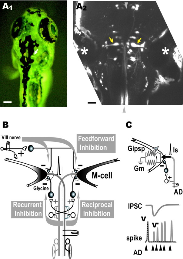 Fig. 1.