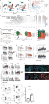 Figure 3. Remodeling of BMSC in NPM1m AML. A, Uniform manifold approximation and projection (UMAP) distribution of BM cells in NBM and AML. For AML, 49,758 cells from 6 patients are presented. B, Volcano plot of differentially (Padj < 0.05) expressed genes in BMSCs in AML versus NBM. Differential expression gene analysis is performed at the sample level using the pseudoDE R package. C and D, Differentially expressed transcriptional programs in BMSCs from AML in comparison with NBM, as demonstrated by Hallmark analysis (C) and GO term (D). Positive NES (normalized enrichment score) reflects programs enriched in AML, whereas negative scores indicate enrichment in NBM. E and F, Distribution and frequencies of BMSC subsets in AML and NBM. G, Expression of genes encoding HSPC regulatory factors in BMSC subsets in NBM and AML. H and I, Activation of transcriptional programs related to inflammation and connective tissue development in BMSC cluster 2, as demonstrated by gene signature calculation (H) and expression of inflammation- and ECM remodeling-associated genes (I). J and K, Inflammation of BMSCs in AML as demonstrated by expression of CD44 using fluorescence IHC on bone marrow biopsies. Scale bar, 50 μm (J) and flow cytometry on BM aspirate (K). n = 2 for NBM and n = 5 for AML. Investigations were performed in patients not included in the scRNA-seq analyses. *, P < 0.05 by an unpaired t test. Error bar represents mean ± SE.