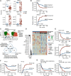 Figure 7. Gene signatures reflective of inflammatory niche remodeling are associated with favorable clinical outcomes in AML. A, Predicted BMSC subset size in the larger cohort of patients with AML (n = 62). ****, P < 0.0001 by the Wilcoxon test. B, Kaplan–Meier curves for overall survival (OS) and relapse probability indicating improved outcome in patients with the predicted loss of BMSC cluster 0. Cutoff is median frequency. Statistical significance is determined by a log-rank test. C, Construction of a gene signature reflective of niche remodeling (inflammatory activation and relative loss of BMSC cluster 0) in AML. 189 genes at the intersection of the genes differentially expressed in the BMSC-0 vs. other clusters in NBM, the genes differentially expressed in the BMSC-2 vs. other clusters in AML, and the genes differentially expressed in BMSCs in human AML vs. NBM were selected and tested for their correlation with outcome by multivariate Cox regression survival analysis. Thirteen of 189 genes were identified that were associated with outcome. D, Coefficient plot (left) and heat map (right) of the 13-gene signature. The gene-expression profile (GEP) score in each patient was calculated using the coefficient and z-scale of the genes. Based on the median GEP score, patients were stratified into two groups, with a high score reflecting relative preservation of niche integrity and a low score reflecting niche inflammatory disruption. E, Kaplan–Meier curves for overall survival (OS) and relapse probability indicating improved outcome in patients with niche inflammatory disruption. Cutoff is median score. Log-rank test is used for statistical analysis. F, Kaplan–Meier curves OS and relapse probability indicating improved outcome in patients with lower KITLG expression in BMSCs. Cutoff is median TPM. Log-rank test is used for statistical analysis. G, Kaplan–Meier curves for OS indicating improved outcome in age-matched patients with AML with lower KITLG expression in whole BM in Bohlander AML (GSE37642) cohort (n = 284) and TCGA-AML cohort (n = 98). Cutoff is 75th percentile normalized counts. Log-rank test is used for statistical analysis.
