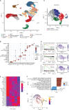 Figure 1. A cellular taxonomy of the human NBM. A, Uniform manifold approximation and projection (UMAP) plot of mononuclear cells from BM aspirates, representing 46,740 cells from 4 healthy donors. GMP, granulocyte–monocyte progenitors; MPP, multipotent progenitors; LMPP, lymphomyeloid primed progenitors; CLP, common lymphoid progenitors; MEP, megakaryocytes and erythroid progenitors; EC, endothelial cells. B, Expression of cell type–defining genes across all cell types. Color scale and dot size reflect levels and percentages of cells with detectable gene expression. C, Heterogeneity of the HSC/MPP population reflected in a UMAP plot, representing 2,763 cells. D and E, Identification of low-output HSCs (cluster 0) and high-output (clusters 1–4) HSC/MPPs, based on transcriptional homology with these subsets identified in mice. D, Gene signatures for low-output, high-output, and megakaryocyte (MK)-biased HSCs in the HSC/MPP subpopulations. E, Heat map showing differential expression of genes between clusters. F, Differentially expressed transcriptional programs in HSC cluster 0 in comparison with clusters 1–4, as demonstrated by Hallmark analysis. Positive normalized enrichment score (NES) reflects programs enriched in cluster 0, whereas negative scores indicate enrichment in clusters 1–4. FDR <0.05. G, Predicted HSC lineage progression by trajectory analysis. Calculated pseudotime is represented by color scale. HSC cluster 0 is set as a starting point.