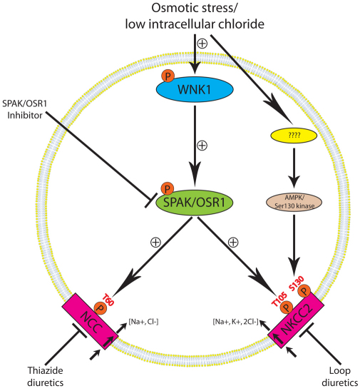 Fig. 10.