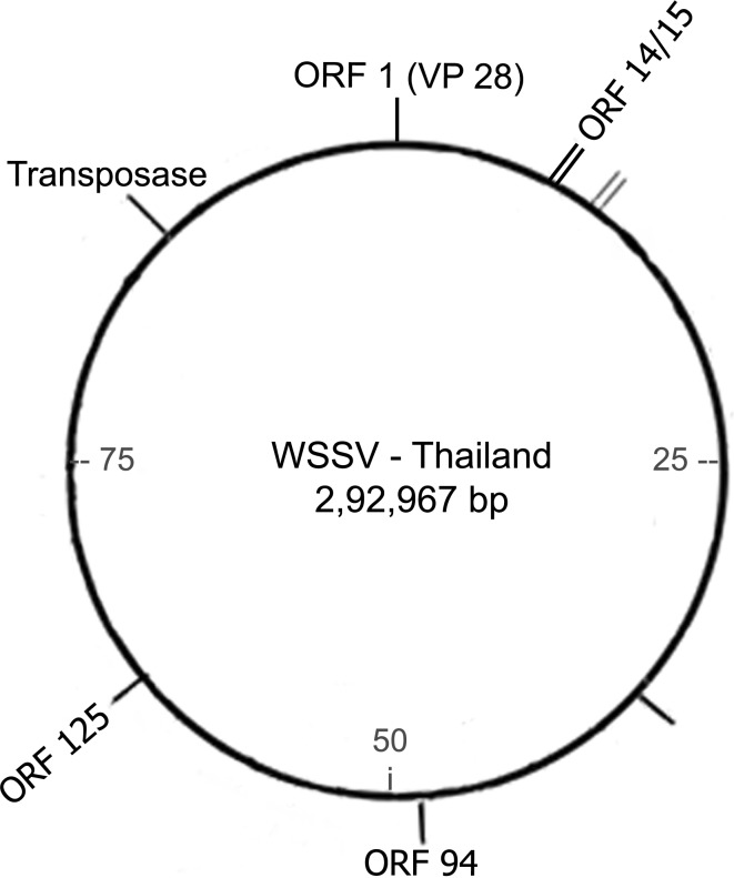 Fig. 1