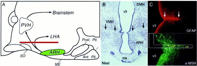 Fig. 6.