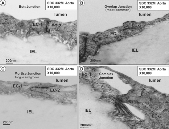 Fig. 10