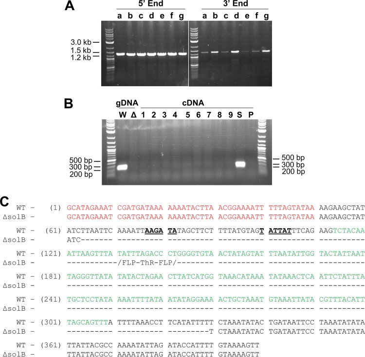 FIG 1