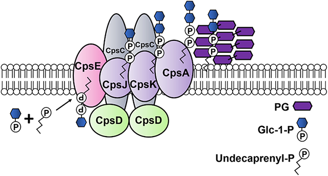 graphic file with name nihms-1753284-f0001.jpg