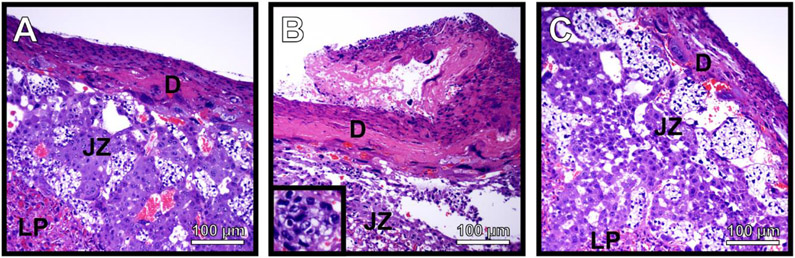 Figure 7.