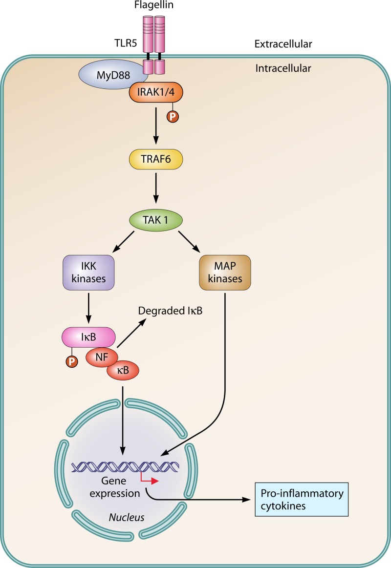 FIG 1