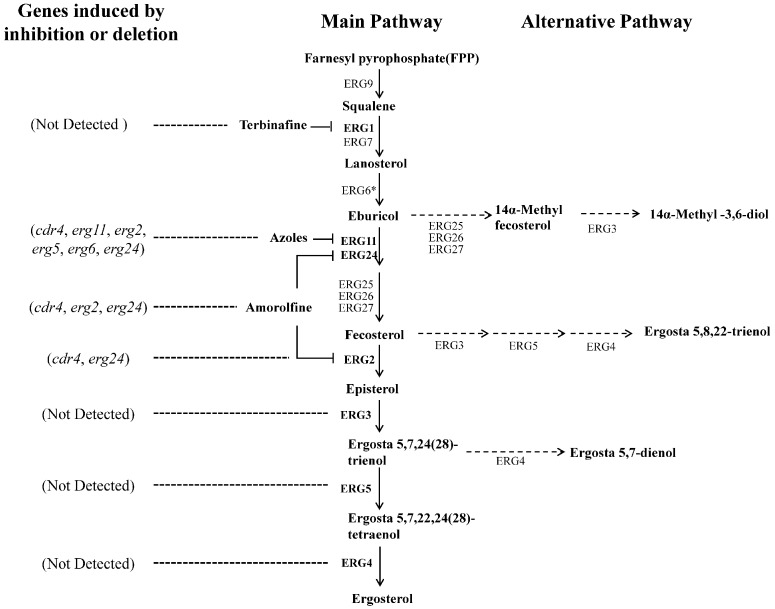 FIGURE 1