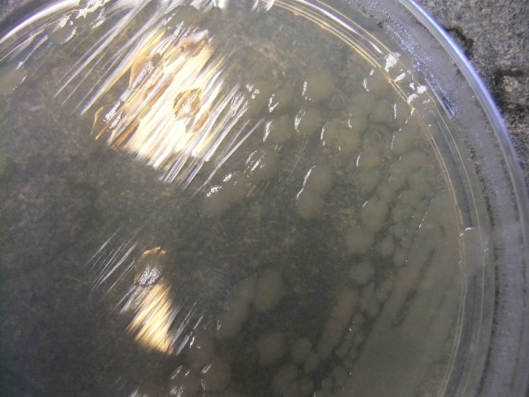 Fig 3