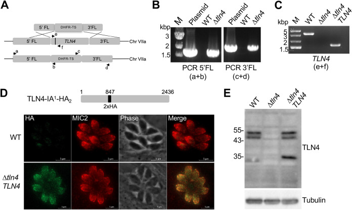 FIG 3