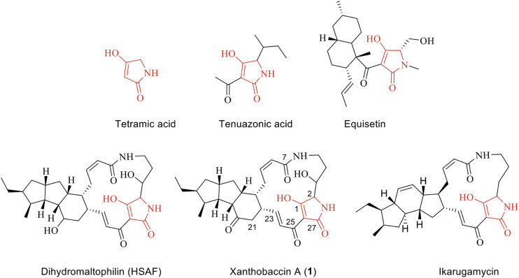 FIGURE 1