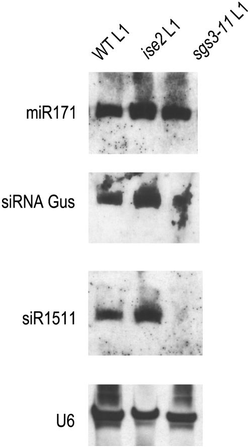 Figure 7.