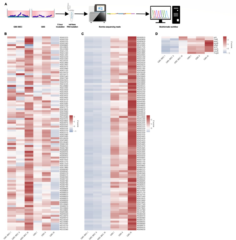 Figure shows RNA sequencing workflow from GBS and iBECs samples through RNA isolation, sequencing, to bioinformatics analysis. Heatmaps display gene expression levels with color intensity indicating changes, including a summary heatmap for selected genes.