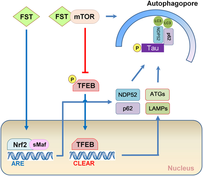 Figure 12