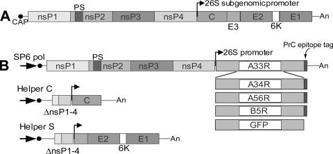 FIG. 1.