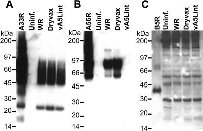 FIG. 8.