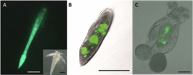 Figure 1.