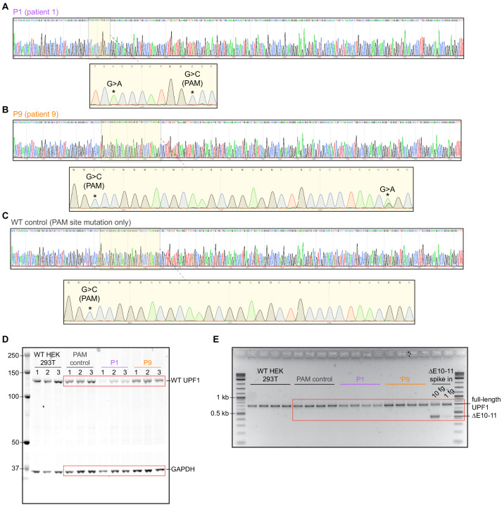 Figure 2—figure supplement 1.