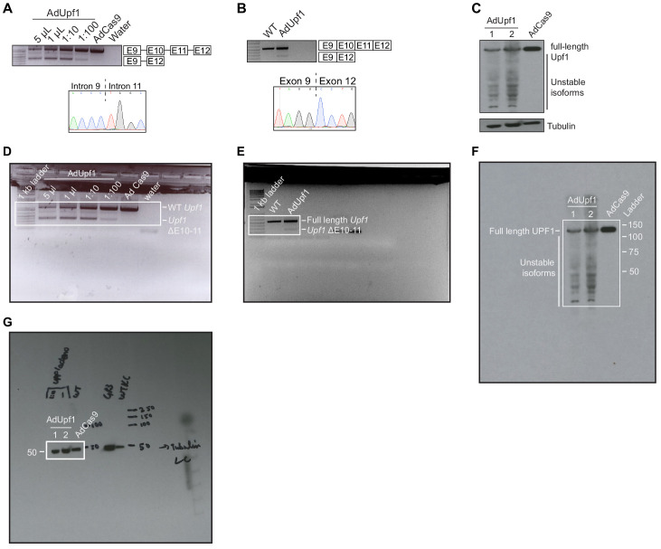 Figure 1—figure supplement 1.