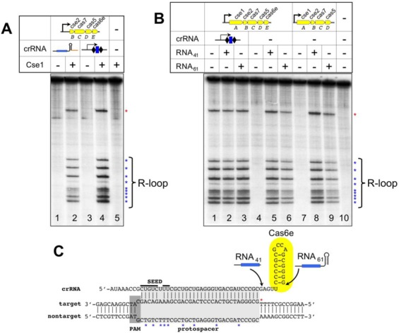 Figure 5.