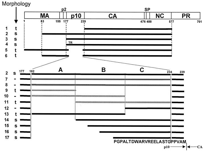 FIG. 1