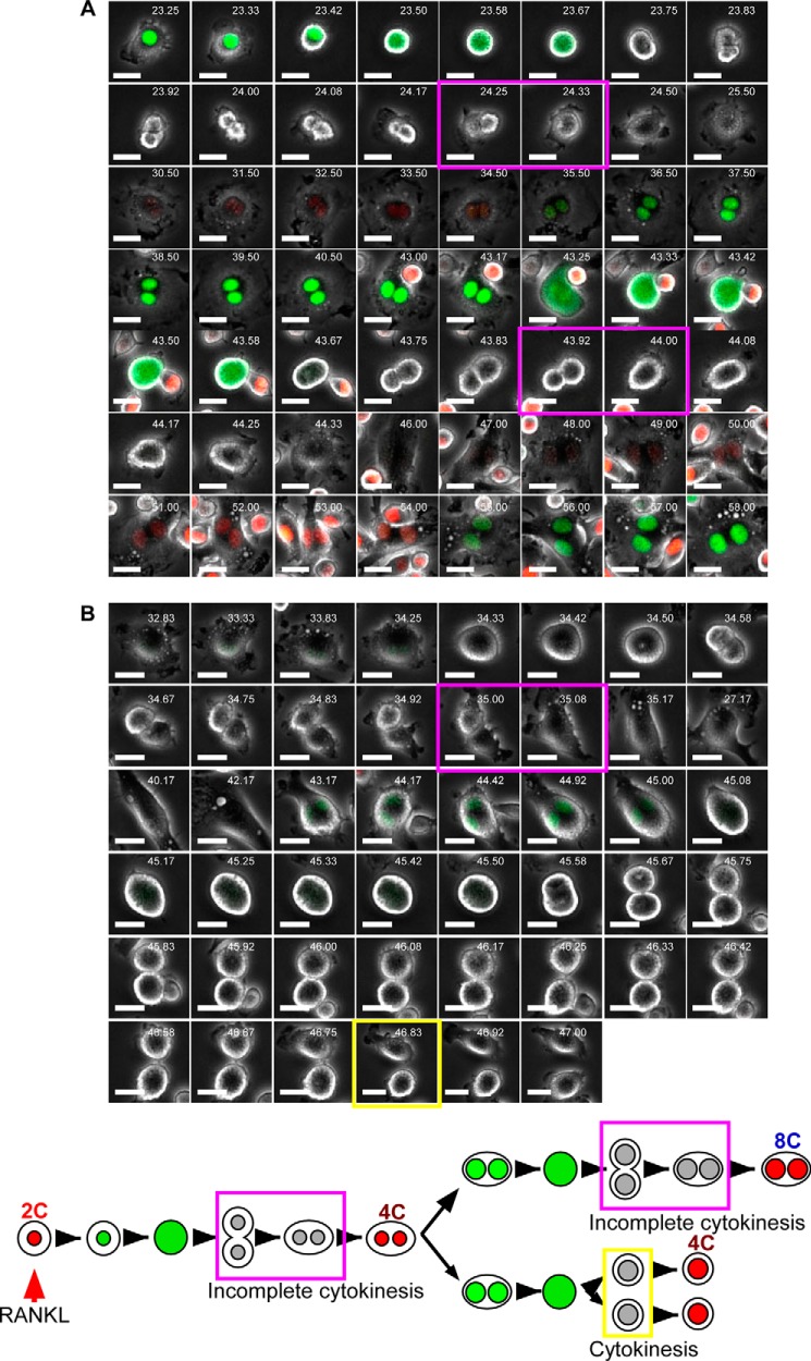 FIGURE 4.