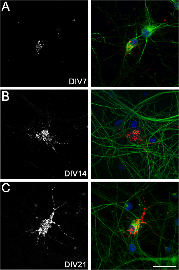 Figure 7