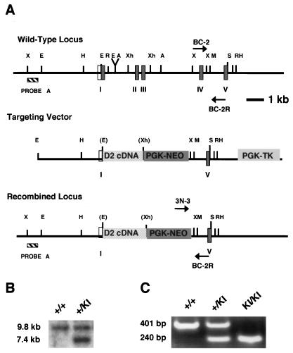 FIG. 1.