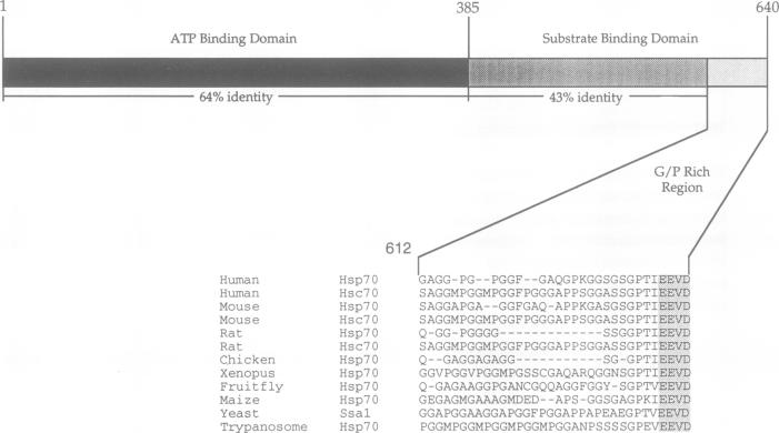 graphic file with name emboj00034-0162-a.jpg