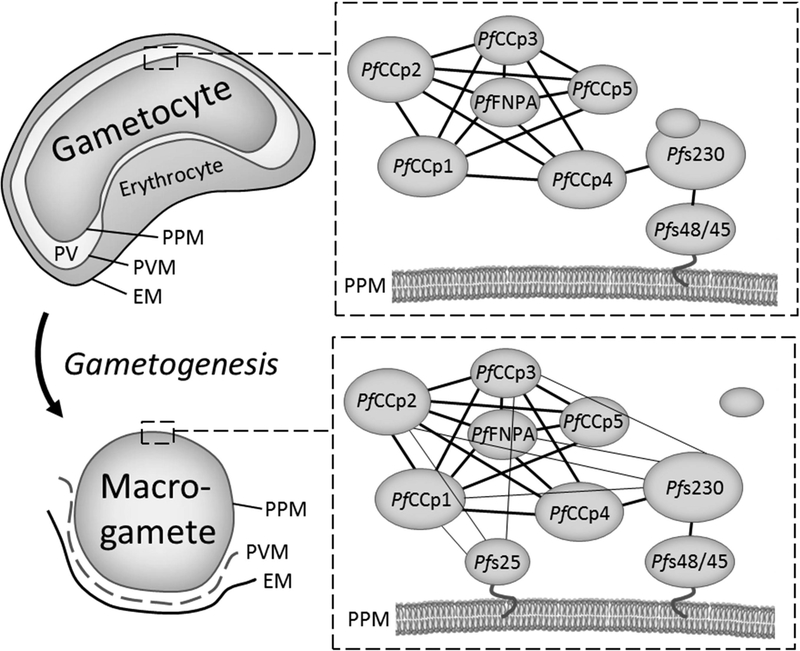 Figure 2: