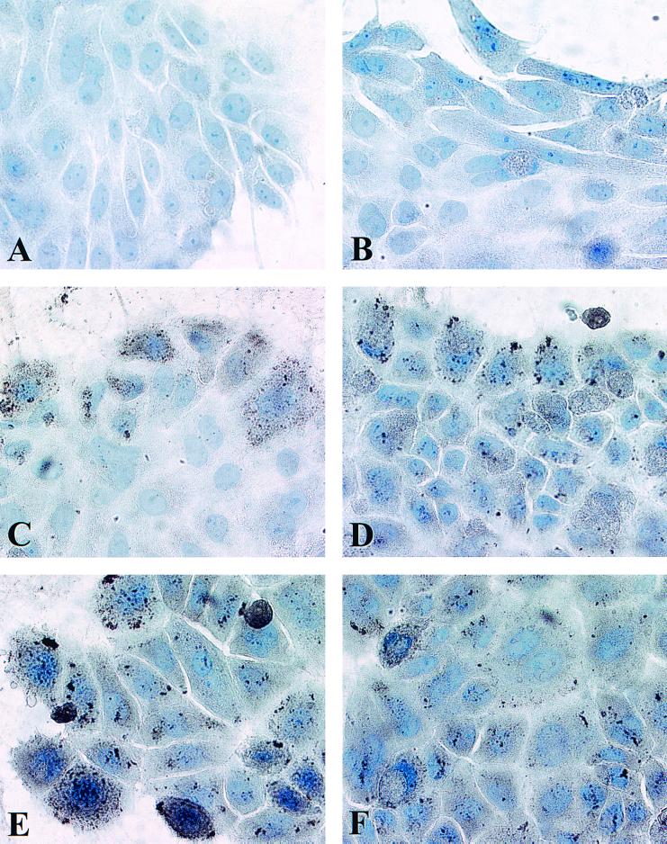 FIG. 7